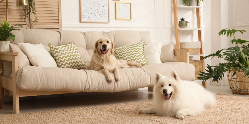 راهنمای انتخاب مبل مناسب برای حیوان خانگی